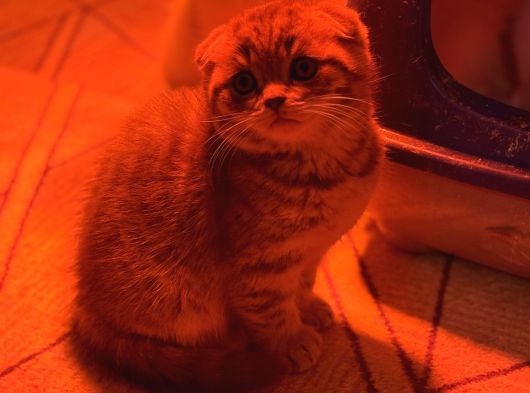Türkiyenin En Güzel Ayı Surat Scottish Fold Bebekleri görsel