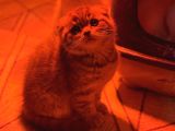 Türkiyenin En Güzel Ayı Surat Scottish Fold Bebekleri