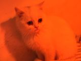 Türkiyenin En Güzel Ayı Surat Scottish Fold Bebekleri