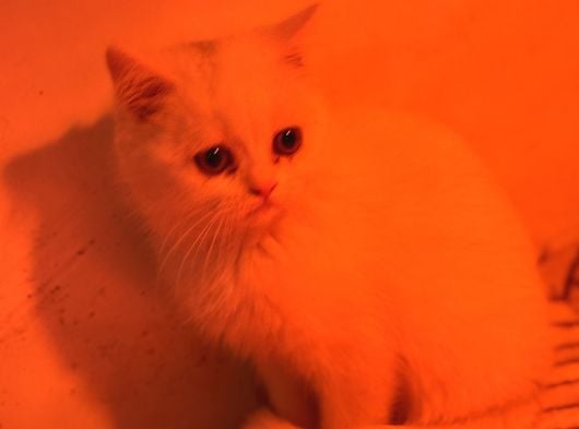 Türkiyenin En Güzel Ayı Surat Scottish Fold Bebekleri görsel
