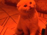 Türkiyenin En Güzel Ayı Surat Scottish Fold Bebekleri