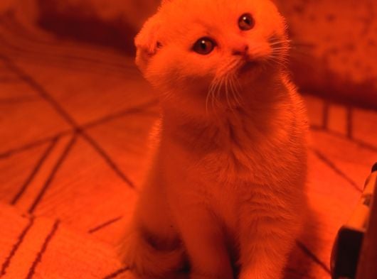 Türkiyenin En Güzel Ayı Surat Scottish Fold Bebekleri görsel