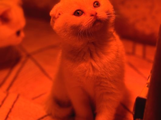 Türkiyenin En Güzel Ayı Surat Scottish Fold Bebekleri görsel