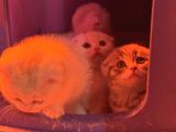 Türkiyenin En Güzel Ayı Surat Scottish Fold Bebekleri