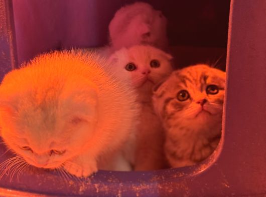 Türkiyenin En Güzel Ayı Surat Scottish Fold Bebekleri görsel