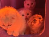 Türkiyenin En Güzel Ayı Surat Scottish Fold Bebekleri