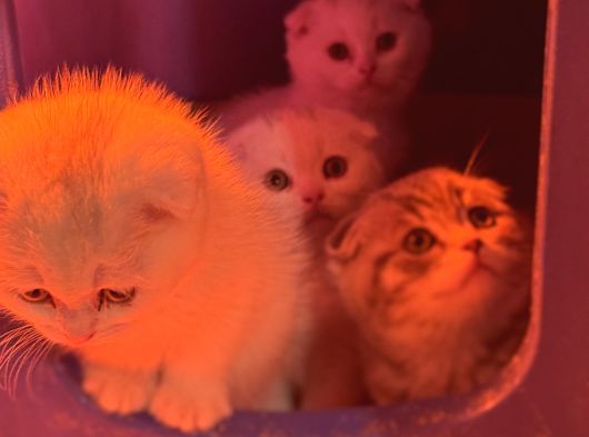 Türkiyenin En Güzel Ayı Surat Scottish Fold Bebekleri görsel