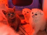 Türkiyenin En Güzel Ayı Surat Scottish Fold Bebekleri