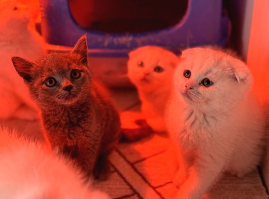 Türkiyenin En Güzel Ayı Surat Scottish Fold Bebekleri görsel