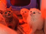 Türkiyenin En Güzel Ayı Surat Scottish Fold Bebekleri