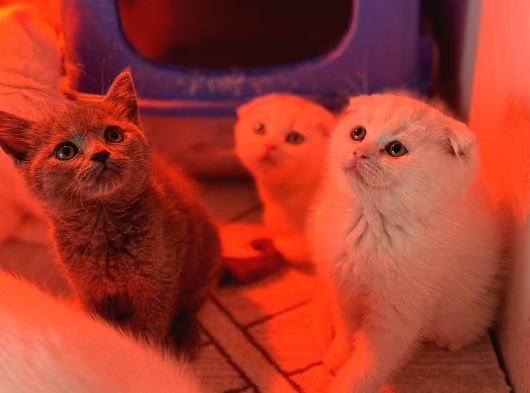 Türkiyenin En Güzel Ayı Surat Scottish Fold Bebekleri görsel