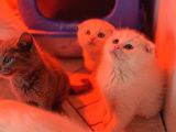 Türkiyenin En Güzel Ayı Surat Scottish Fold Bebekleri