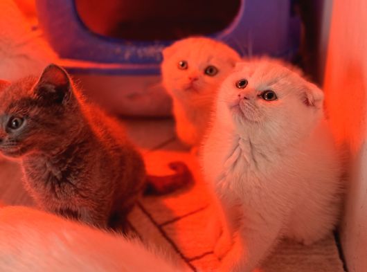 Türkiyenin En Güzel Ayı Surat Scottish Fold Bebekleri görsel