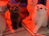 Türkiyenin En Güzel Ayı Surat Scottish Fold Bebekleri