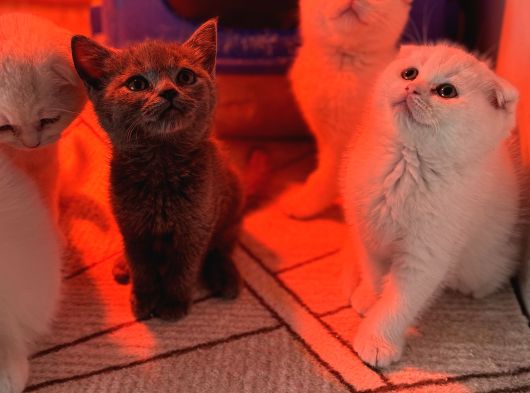Türkiyenin En Güzel Ayı Surat Scottish Fold Bebekleri görsel