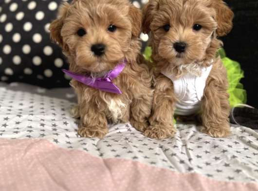 Kore Maltipoo Tuvalet Eğtimli görsel
