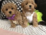 Kore Maltipoo Tuvalet Eğtimli