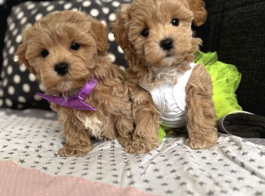 Kore Maltipoo Tuvalet Eğtimli görsel