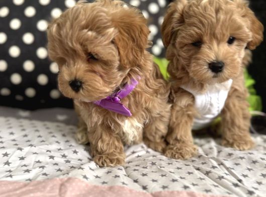 Kore Maltipoo Tuvalet Eğtimli görsel