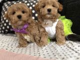 Kore Maltipoo Tuvalet Eğtimli