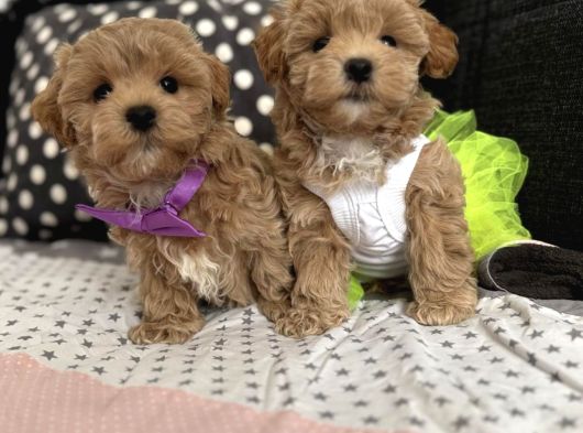 Kore Maltipoo Tuvalet Eğtimli görsel
