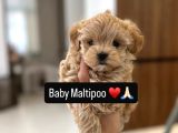 Kore Maltipoo Tuvalet Eğtimli