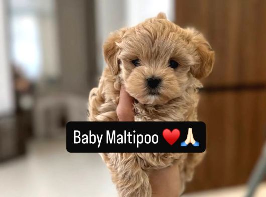 Kore Maltipoo Tuvalet Eğtimli görsel