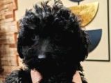 Mi̇ni̇ Si̇yah Toy Poodle Bebekler