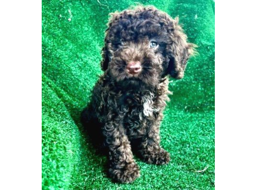 Mi̇ni̇ Si̇yah Toy Poodle Bebekler görsel