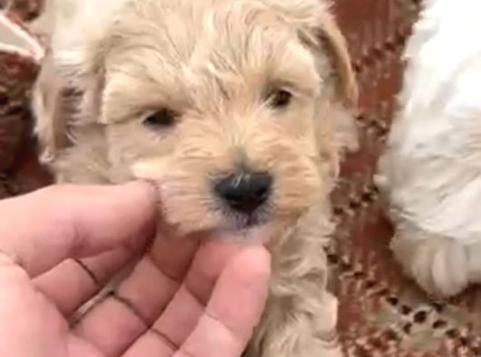 Çok Büyümeyen Minyatür Minnaklarım görsel