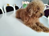İki Buçuk Yaşında Safkan Red Dişi Poodle
