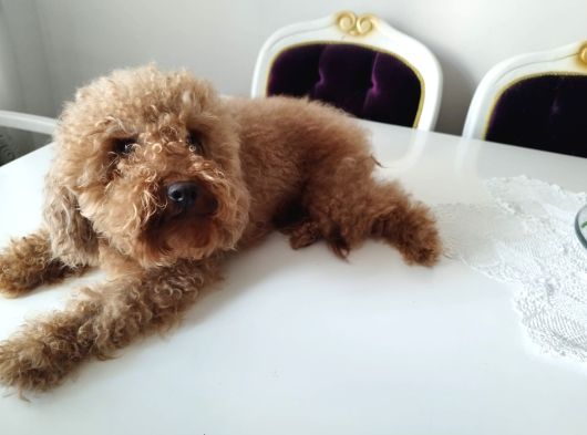 İki Buçuk Yaşında Safkan Red Dişi Poodle görsel