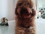 İki Buçuk yaşında safkan red dişi poodle