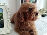 İki Buçuk Yaşında Safkan Red Dişi Poodle