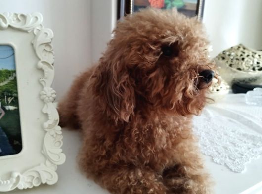 İki Buçuk Yaşında Safkan Red Dişi Poodle görsel