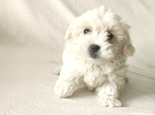 Maltese Bebeklerim görsel