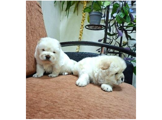 Mükemmel Chow Chow Yavrular görsel