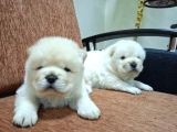 MÜKEMMEL CHOW CHOW YAVRULAR
