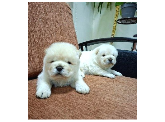 Mükemmel Chow Chow Yavrular
