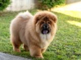 Mükemmel Chow Chow Yavrular