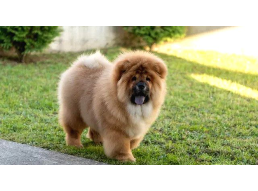 Mükemmel Chow Chow Yavrular görsel