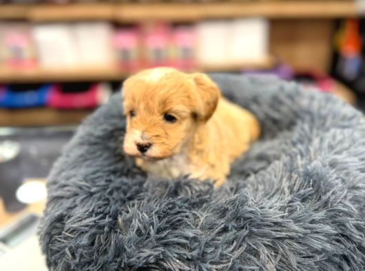 Orj Babyface Maltipoo Bebeklerimiz görsel