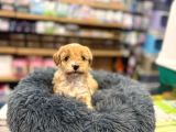 Orj Babyface Maltipoo Bebeklerimiz