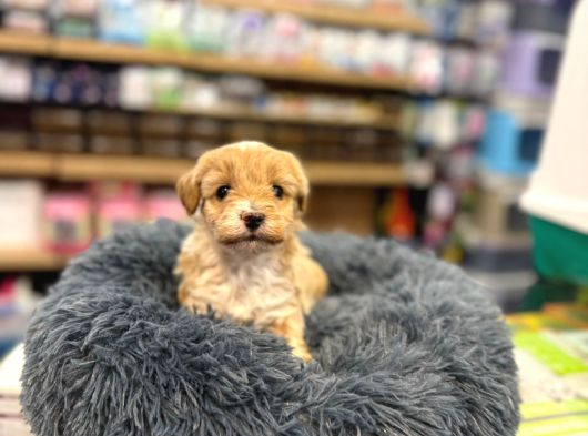Orj Babyface Maltipoo Bebeklerimiz görsel