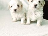 Maltese bebeklerim