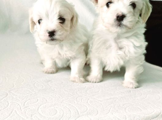 Maltese Bebeklerim