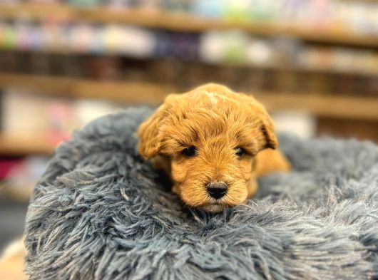 Orj Babyface Maltipoo Bebeklerimiz görsel