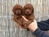TEACUP  POODLE YAVRULARIMIZ
