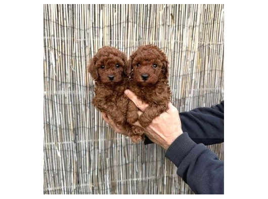 TEACUP  POODLE YAVRULARIMIZ