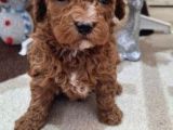 Teacup  Poodle Yavrularimiz